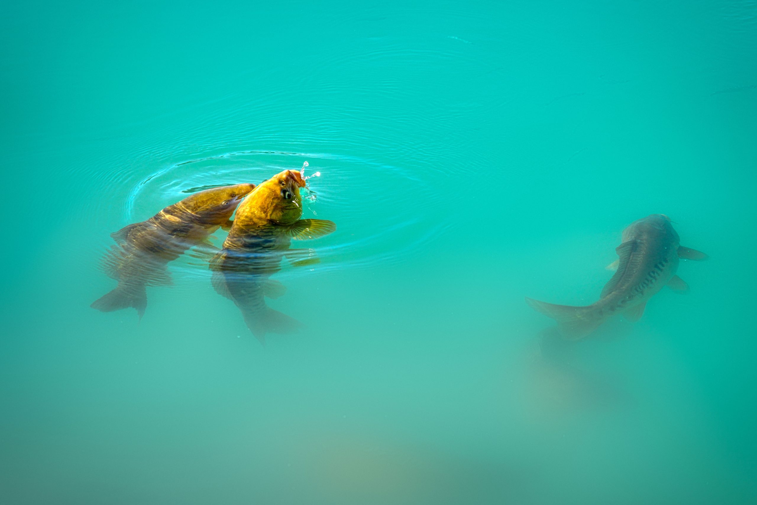 Pescuit la crap în ape adânci: ce trebuie să știi